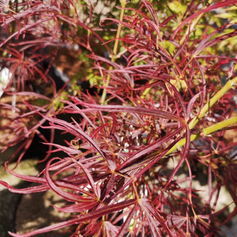 Acer Palmatum Red Pygmy / Japansk Løn / Japansk Ahorn