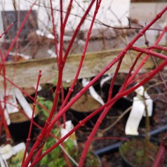 Japansk Ahorn Sangokaku 20-40 cm. - Bundt Med 25 Stk. Barrodsplanter - Acer palmatum Sangokaku