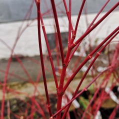 Acer palmatum Sango Kaku - Japansk Løn - Japansk Ahorn