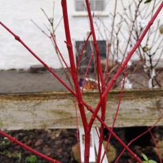 Japansk Ahorn Sangokaku 20-40 cm. - Bundt Med 25 Stk. Barrodsplanter - Acer palmatum Sangokaku