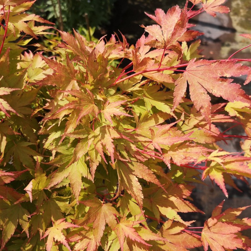Acer palmatum Sango Kaku