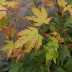 Japansk Ahorn Sangokaku 20-40 cm. - Bundt Med 25 Stk. Barrodsplanter - Acer palmatum Sangokaku