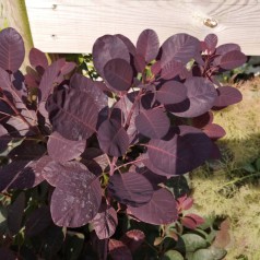 Cotinus coggygria Royal Purple / Rød Parykbusk