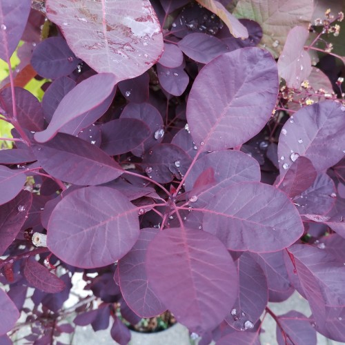 Rødbladet Parykbusk Royal Purple 15-30 Cm. - Bundt Med 25 Stk. Barrodsplanter - Cotinus coggygria Royal Purple