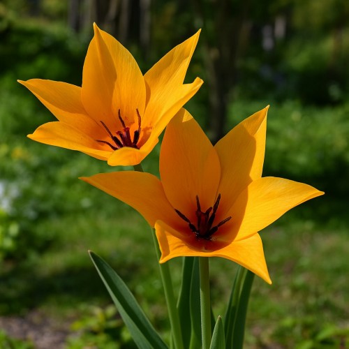 Tulipan Shogun, 50 løg - Tulipa praestans Shogun
