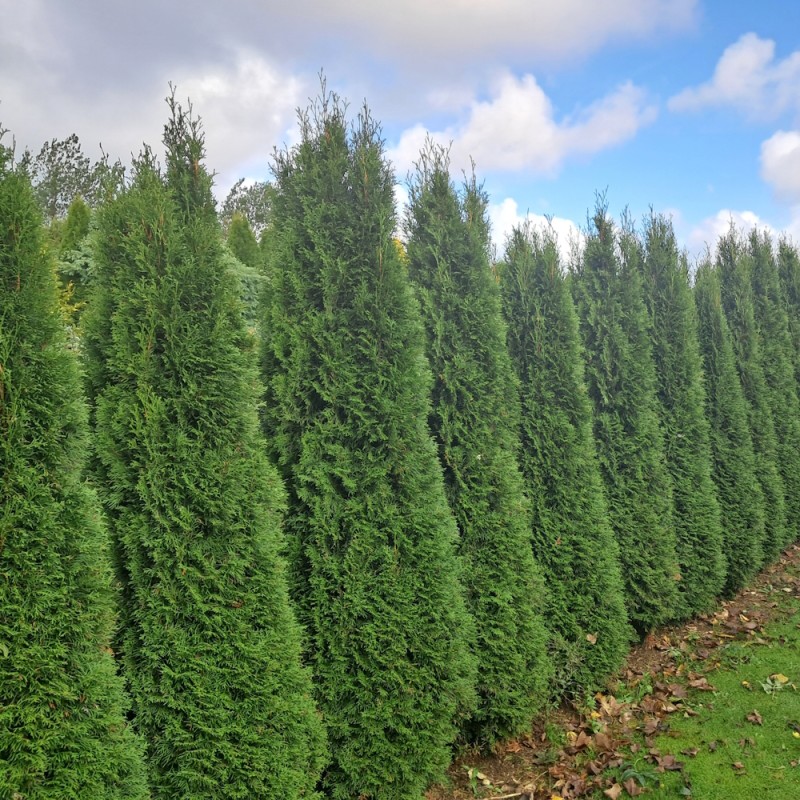 Thuja Smaragd 125-150 cm. - Hækplanter - Thuja occidentalis Smaragd