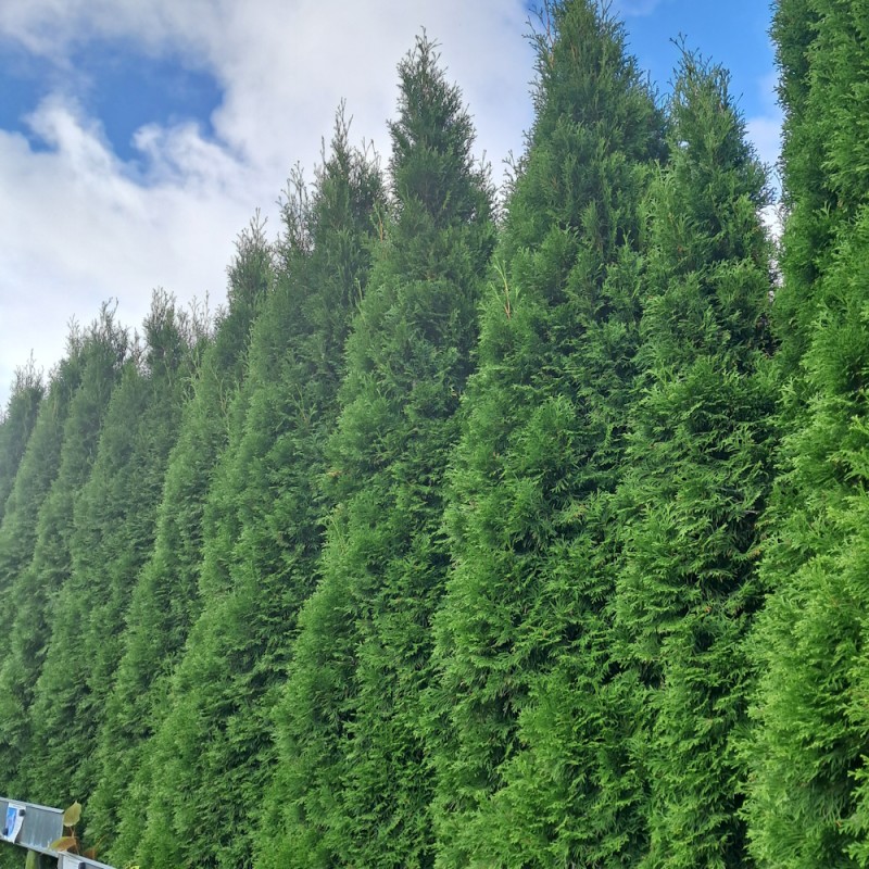 Thuja Smaragd 175-200 cm. - Hækplanter - Thuja occidentalis Smaragd