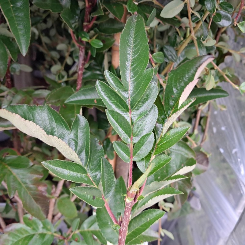 Aronia Røn - Sorbus x Burka