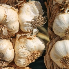 Elefanthvidløg / Porreløg, 100 fed - Allium ampeloprasum