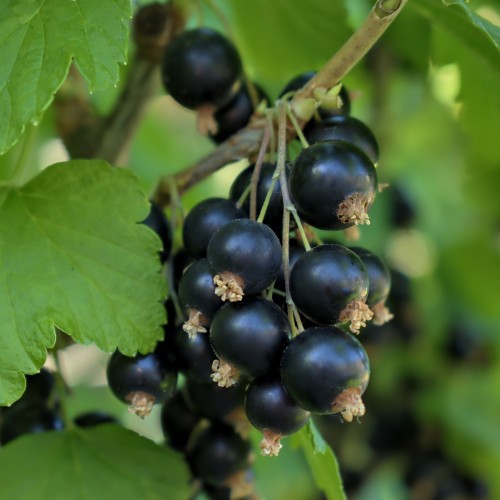 Solbærbuske Tsema 40-60 cm. - Bundt Med 10 Stk. Barrodsplanter - Ribes nigrum Tsema