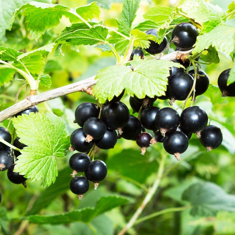 Solbærbuske Ben Nevis - Bundt Med 10 Stk. Barrodsplanter - Ribes nigrum Ben Nevis