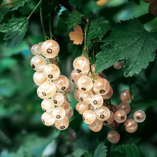 Ribsbuske Weisse Versailler - Hvide Ribs - Bundt med 10 stk. barrodsplanter - Ribes rubrum Weisse Versailler