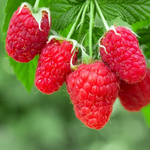 Hindbærbuske Glen Clova - Sommerhindbær - Bundt med 10 stk. barrodsplanter - Rubus idaeus Glen Clova