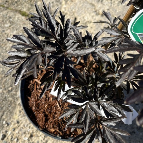 Rødbladet Søjlehyld Laced Up - Sambucus nigra Laced Up