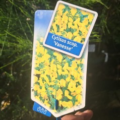 Gyvel Vanesse - Cytisus...