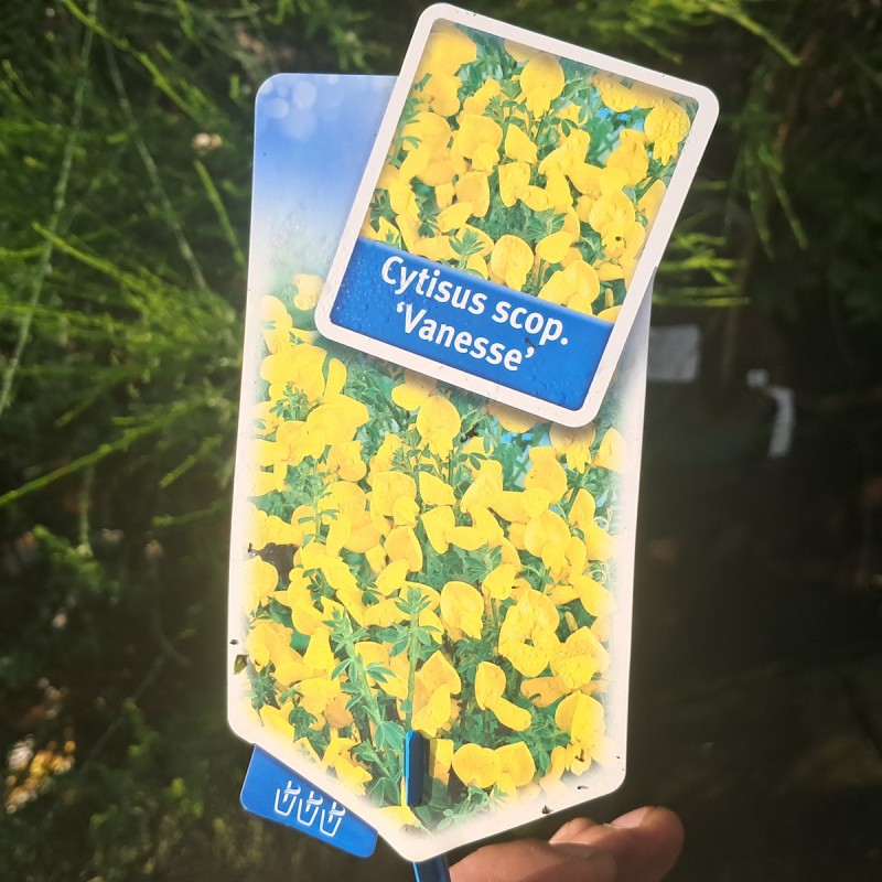 Gyvel Vanesse - Cytisus Scoparius Vanesse