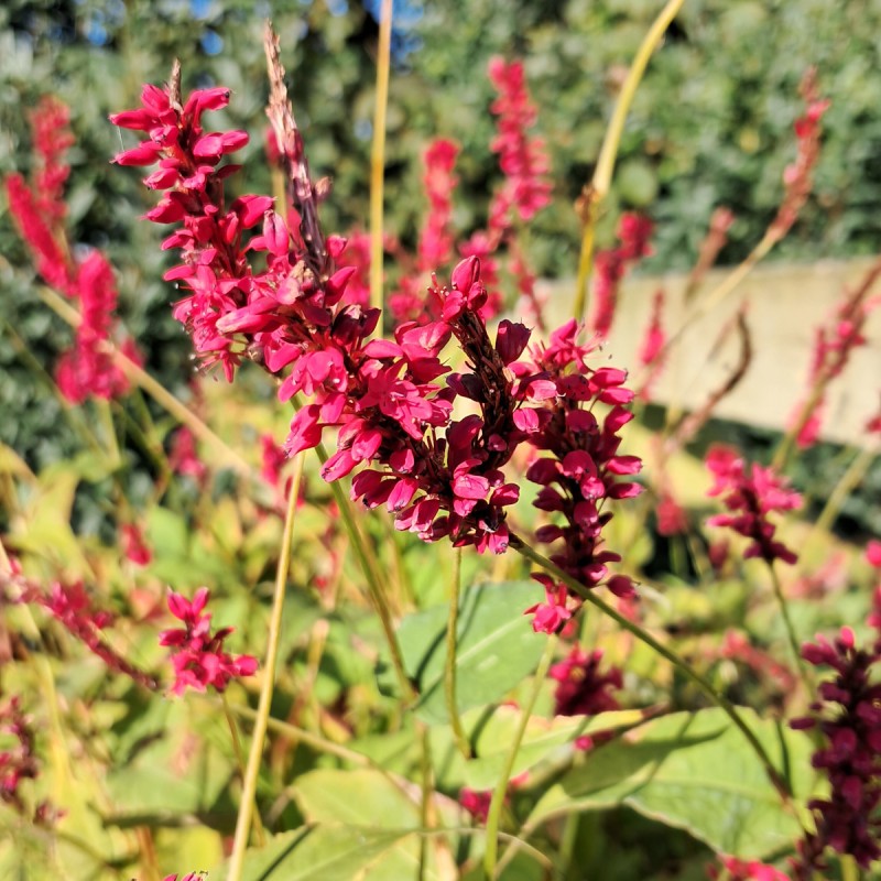 Kertepileurt Dark Red - Persicaria amplexicaulis Dark Red