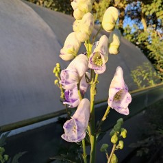 Stormhat Cloudy - Aconitum carmichaelli Cloudy