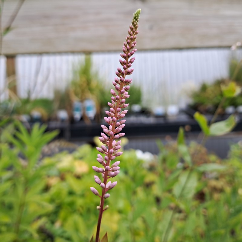 Virginsk Ærenpris Pink Glow - Veronicastrum virginicum Pink Glow