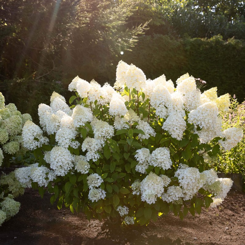 Dværg Syrenhortensia Living Sugar Rush - Hydrangea paniculata Living Sugar Rush