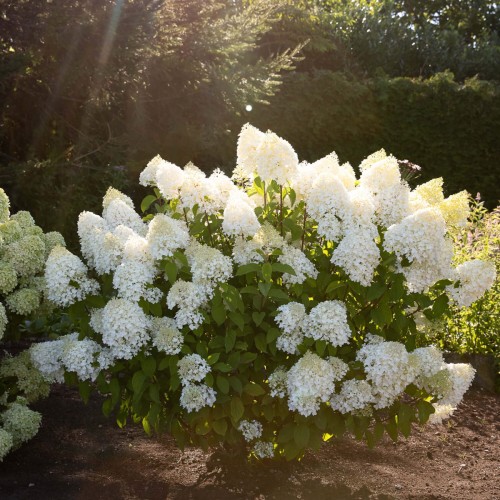Dværg Syrenhortensia Living Sugar Rush - Hydrangea paniculata Living Sugar Rush