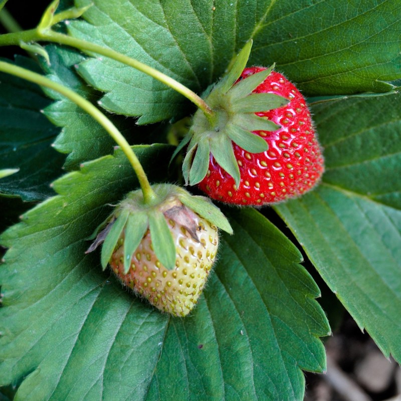 Jordbærplante Mount Everest, Klatre/Hænge, Remonterende - Fragaria Mount Everest