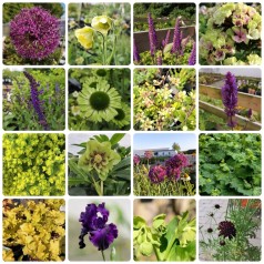 Staudebed Moonlight Shadows...