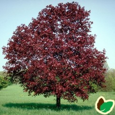 Acer platanoides Royal Red - Rødbladet Spidsløn / Træ 150-175 cm.