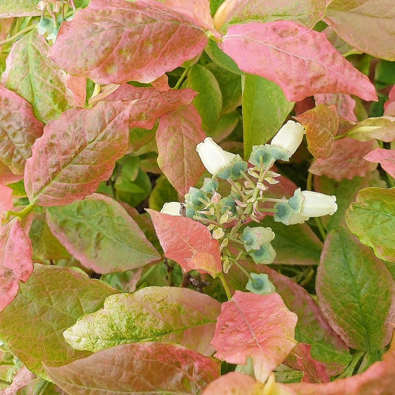 Storfrugtet blåbær Flamingo - Vaccinium corymbosum Flamingo