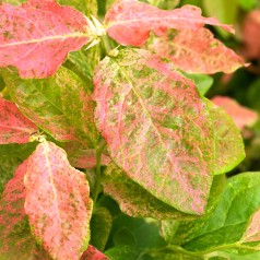 Storfrugtet blåbær Flamingo - Vaccinium corymbosum Flamingo
