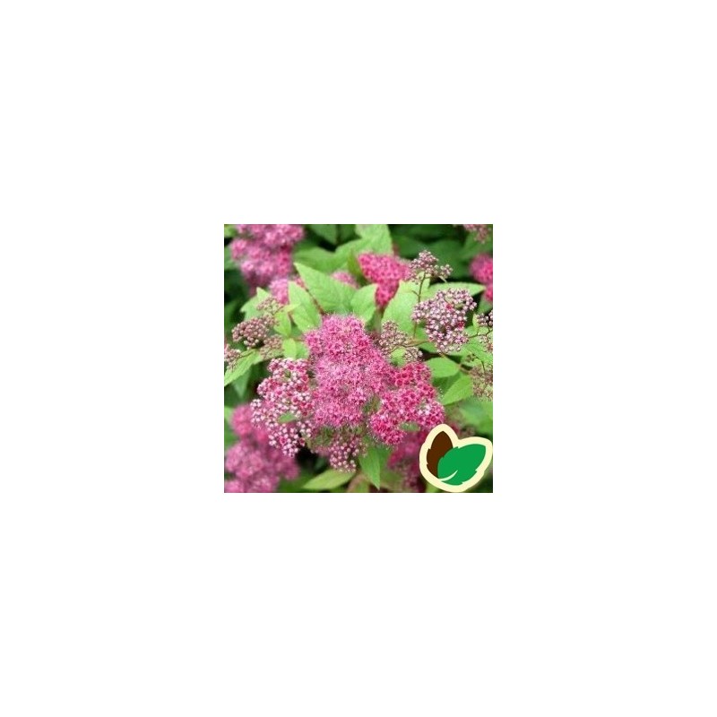 Rosa-Rød Spiræa Froebelii 20-40 cm. - 10 stk. barrodsplanter - Spiraea bumalda Froebelii _