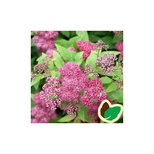 Rosa-Rød Spiræa Froebelii 20-40 cm. - 10 stk. barrodsplanter - Spiraea bumalda Froebelii _