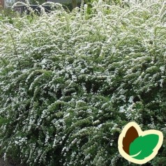 Dværg Snedrivebusk 20-40 cm. - Bundt med 10 stk. barrodsplanter - Spiraea cinerea