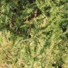 Hybrid Lærk 125-150 cm. - Larix eurolepis