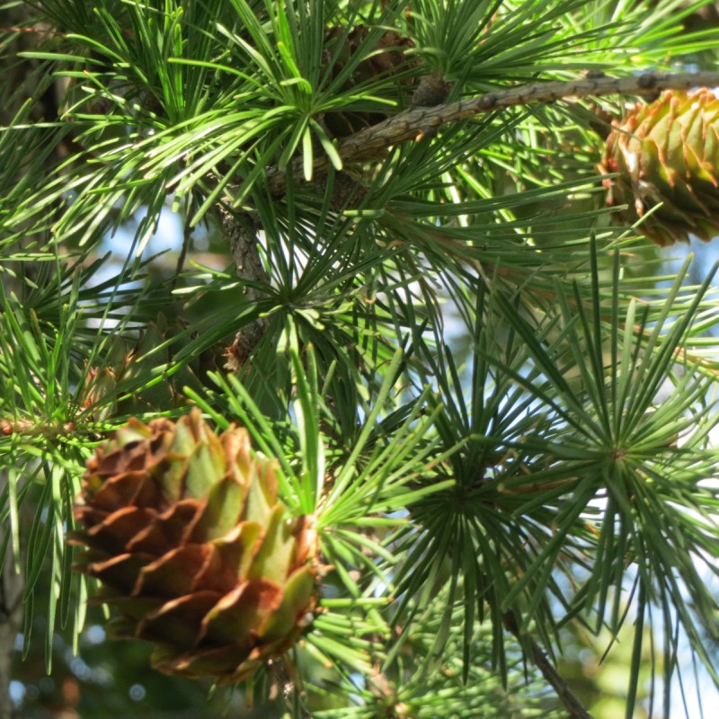 Hybrid Lærk 125-150 cm. - Larix eurolepis