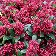 Skimmia japonica Rubella 30+ Blomster