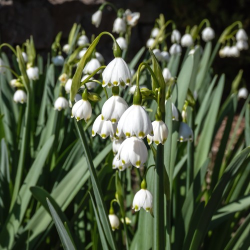 Dorothealilje, 50 løg - Leucojum aestivum