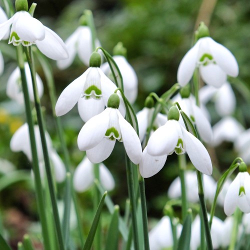 Tyrkisk vintergæk, 100 løg - Galanthus elwesii