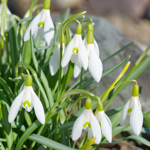 Vintergæk, 100 løg - Galanthus woronowii