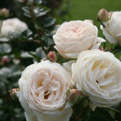 Rose Artemis / Buskrose