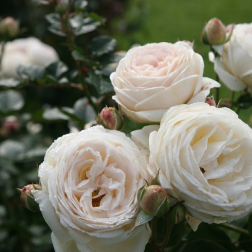 Rose Artemis - Buskrose / Barrods