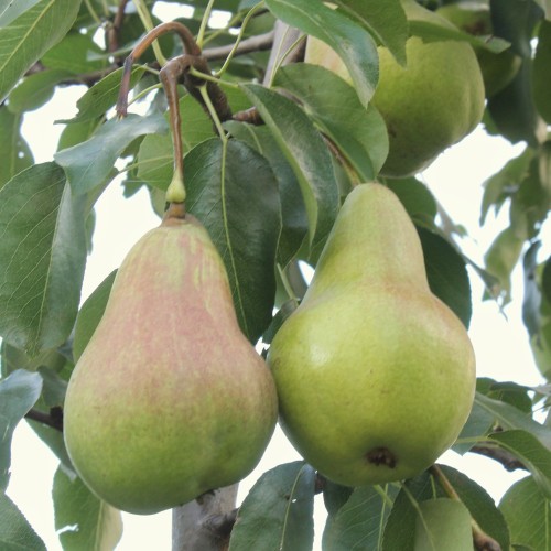 Pæretræ Fritjof - Pyrus communis Fritjof