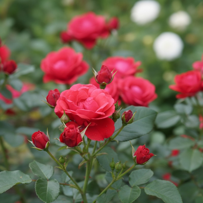 Rose Lichterloh - Buketrose / Barrods