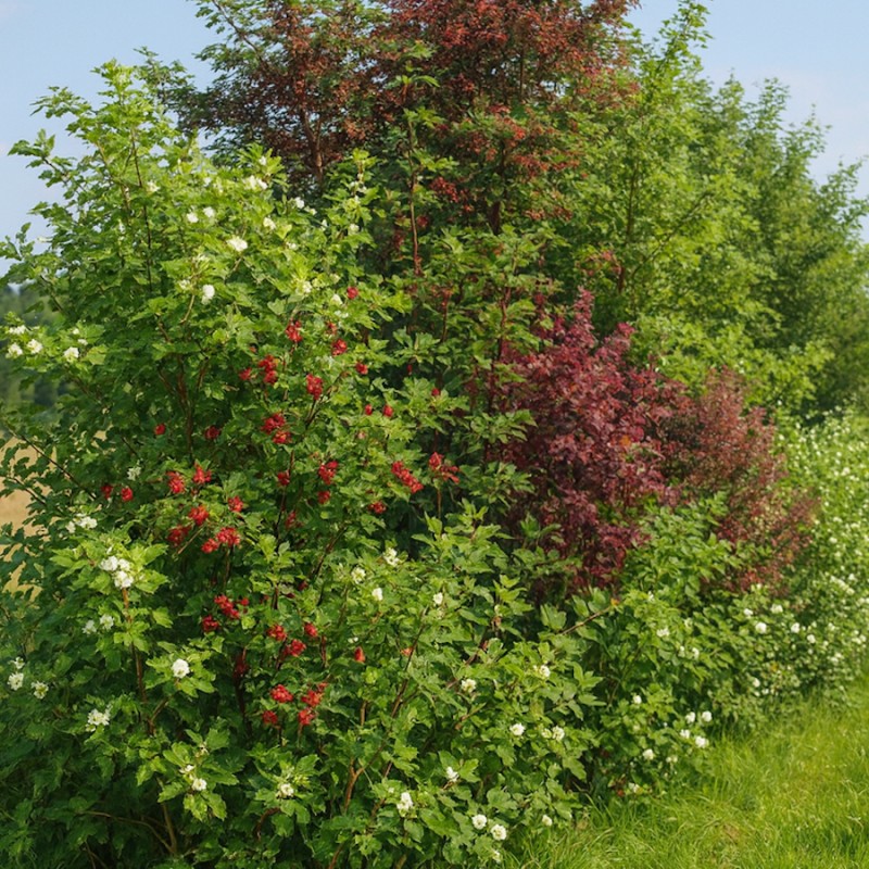 Læhegn til fugtige jorde - 3 rækker a. 30 meter.
