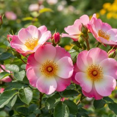 Rose Frühlingsmorgen -...