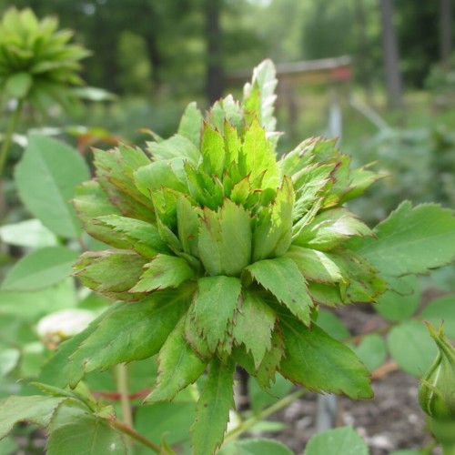 Rose Viridiflora "Den grønne rose" - Buketrose / Barrods