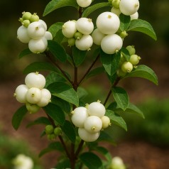 Hvid Snebær 30-50 cm. - Bundt med 10 stk. barrodsplanter - Symphoricarpos doorenbosii White Hedge