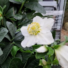 Julerose Christmas Carol - Helleborus niger Christmas Carol