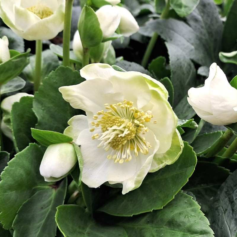 Julerose Christmas Carol - Helleborus niger Christmas Carol