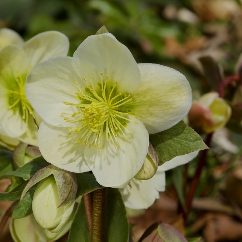 Julerose Snow Love - Helleborus nigercors Snow Love